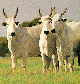  cattle
