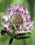  Red Clover can contribute to Premenstrual Syndrome ( PMS )
